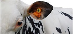 CowManager oorsensor